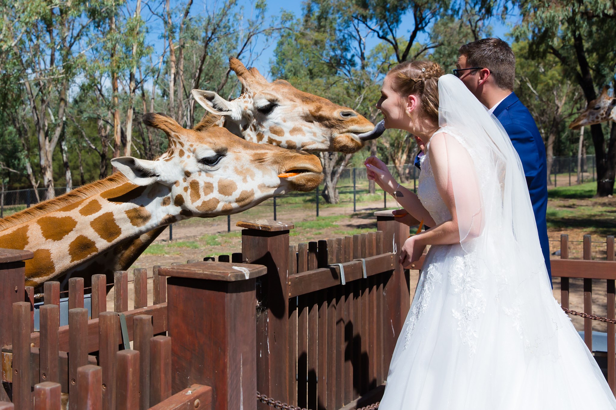 Dubbo Zoo Wedding Cazeil Creative